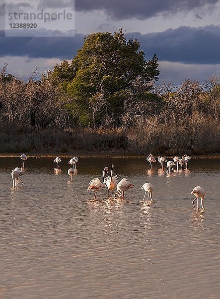 Rosa Flamingos im flachen Wasser stehend  Camargue  Frankreich  Europa