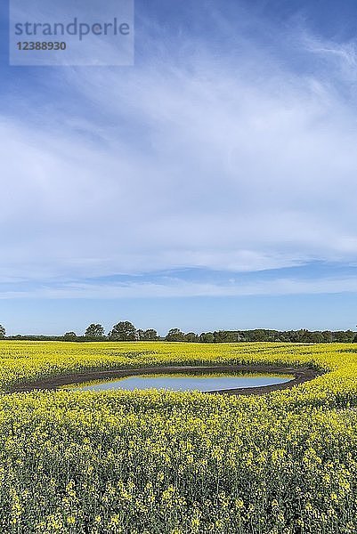 Blühendes Rapsfeld (Brassica napus) spiegelt sich in einem Kesselloch  blauer Himmel  Mecklenburg-Vorpommern  Deutschland  Europa