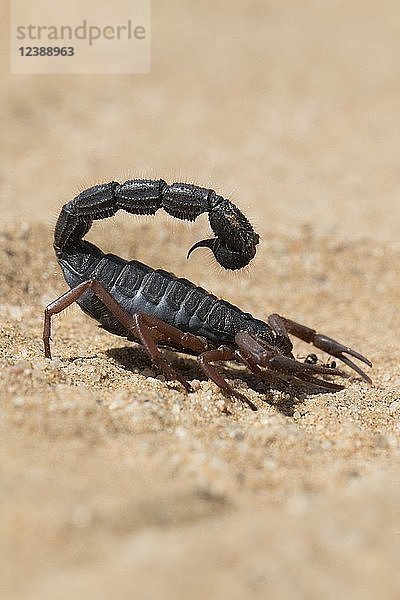 Transvaal-Dickschwanzskorpion (Parabuthus transvaalicus) in der Sandwüste  Namib-Naukluft Park  Namibia  Afrika