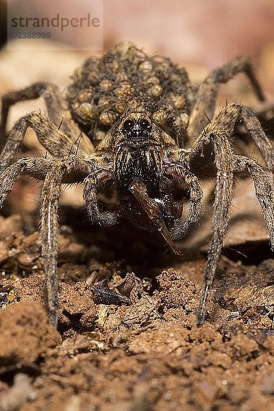 Spinne mit Jungtieren auf ihrem Rücken  Caprivi  Namibia  Afrika