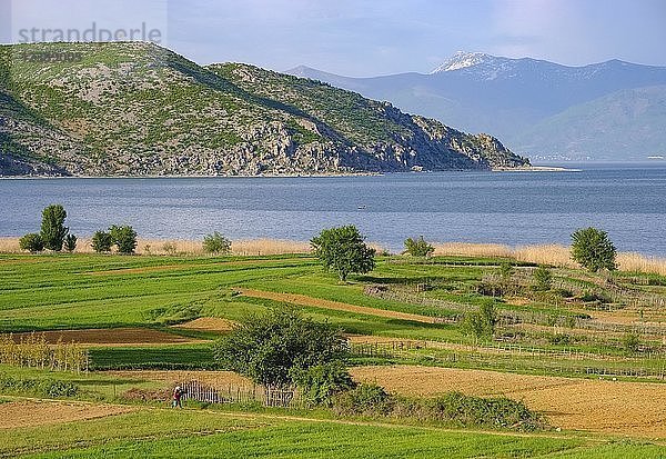 Großer Prespa-See  Prespa-Nationalpark  nahe Korça  Albanien  Europa