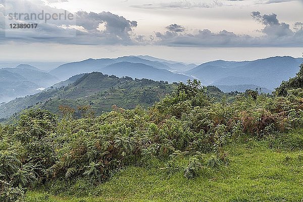 Tropischer Regenwald  Zentralafrikanische Hügel  Bwindi Impenetrable National Park  Uganda  Afrika