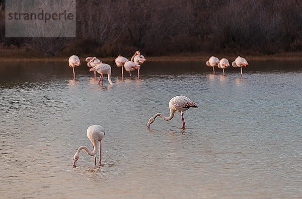 Rosa Flamingos im flachen Wasser stehend  Camargue  Frankreich  Europa