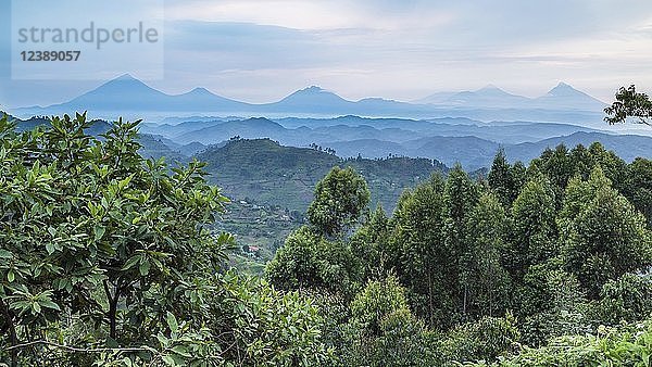 Tropischer Regenwald  zentralafrikanische Hügel  Virunga-Vulkane im Hintergrund  Bwindi Impenetrable National Park  Uganda  Afrika