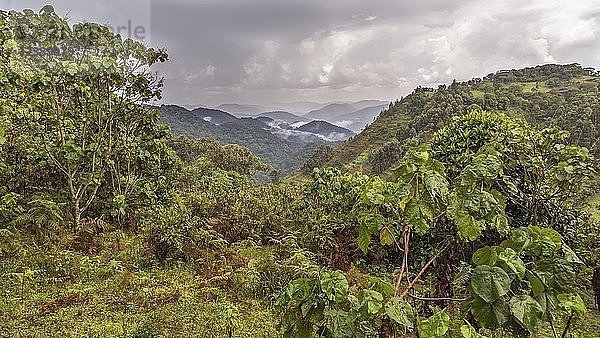 Tropischer Regenwald  hügelige Landschaft mit Wolken im Hintergrund  Bwindi Impenetrable National Park  Uganda  Afrika