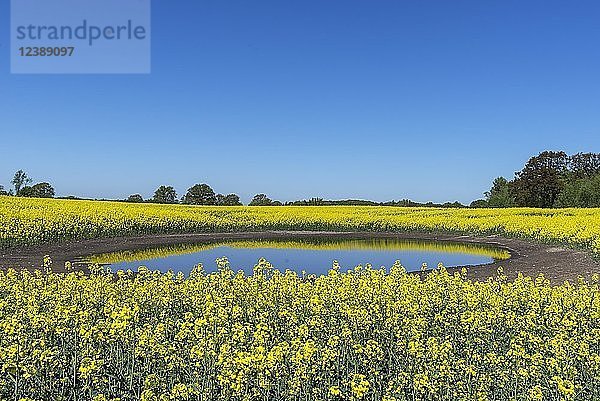 Blühendes Rapsfeld (Brassica napus) spiegelt sich in einem Kesselloch  blauer Himmel  Mecklenburg-Vorpommern  Deutschland  Europa