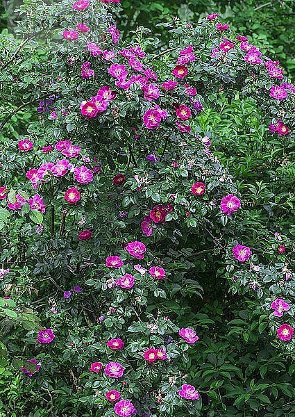Blühende Wildrose (Rosa)  Strauch  Bayern  Deutschland  Europa