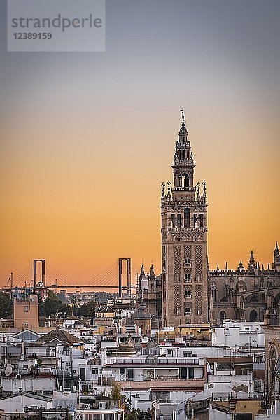 Blick auf La Giralda bei Sonnenuntergang  Glockenturm der Kathedrale von Sevilla  Catedral de Santa Maria de la Sede  Sevilla  Andalusien  Spanien  Europa