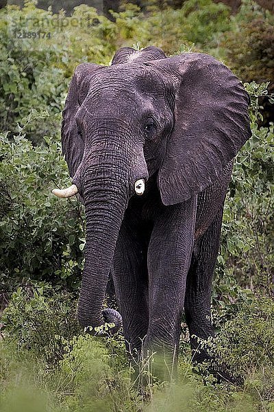 Afrikanischer Elefant (Loxodonta africana)  Caprivi  Namibia  Afrika