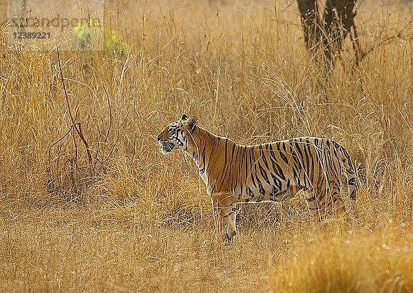 Bengalischer Tiger (Panthera tigris tigris)  Ausschau haltend  Tadoba Tiger Reserve  Maharashtra  Indien  Asien