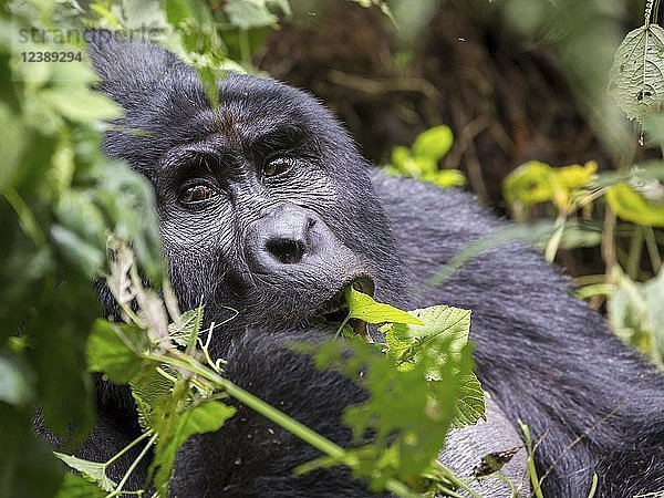 Berggorilla (Gorilla beringei beringei)  Silberrücken  Tierporträt  Fütterung  Bwindi Impenetrable National Park  Uganda  Afrika