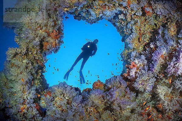 Taucher  Durchbruch im Überhang dicht bewachsen mit Weichkorallen (Alcyonacea)  blau  hängend  Indischer Ozean  Malediven  Asien