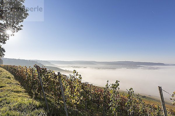 Herbstmorgen auf dem Wartberg  Weinberge und Nebel über Heilbronn  Baden-Württemberg  Deutschland  Europa