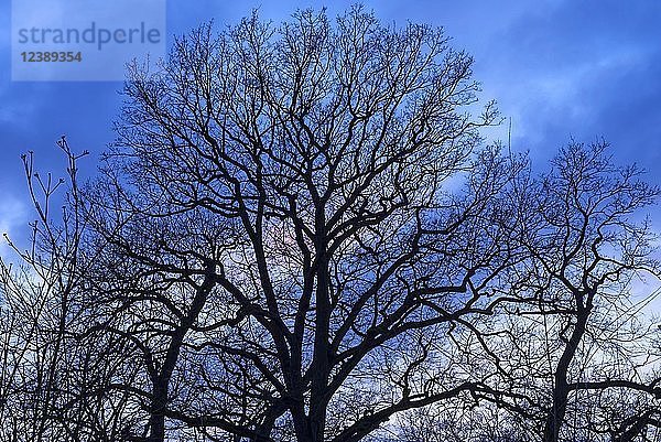 Kahle Eichen (Quercus)  Silhouetten in der Abenddämmerung  Niedersachsen  Deutschland  Europa