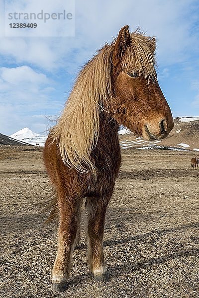 Isländisches Pferd (Equus przewalskii f. caballus)  braun  steht in karger Landschaft  Südisland  Island  Europa