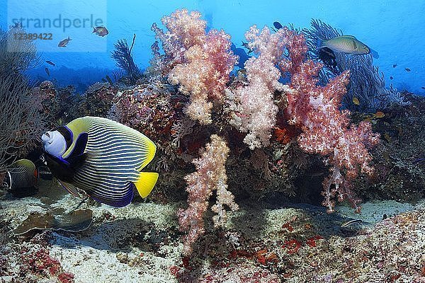 Kaiser-Kaiserfisch (Pomacanthus imperator) schwimmt vor einem Korallenriff mit Weichkorallen (Alcyonacea)  Indischer Ozean  Malediven  Asien