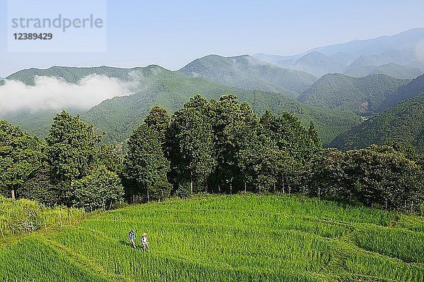 Pilger auf der Nakahechi-Route  Kumano-Kodo-Pilgerweg  Kii-Gebirge  Wakayama  Insel Honshu  Japan  Asien