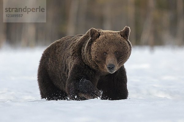 Braunbär (Ursus arctos)  männlich  Wanderung im Schnee  Region Ruhtinansalmi  Finnland  Europa