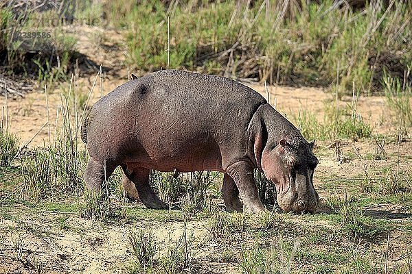 Flusspferd (Hippopotamus amphibius)  erwachsen  Fütterung  Futtersuche  Krüger-Nationalpark  Südafrika  Afrika