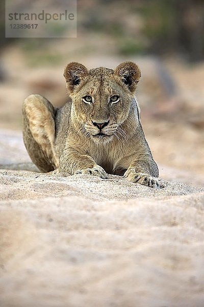 Löwin (Panthera leo)  erwachsenes Weibchen  aufmerksam  beobachtend  liegt im trockenen Flussbett  Sabi Sand Game Reserve  Krüger National Park  Südafrika  Afrika