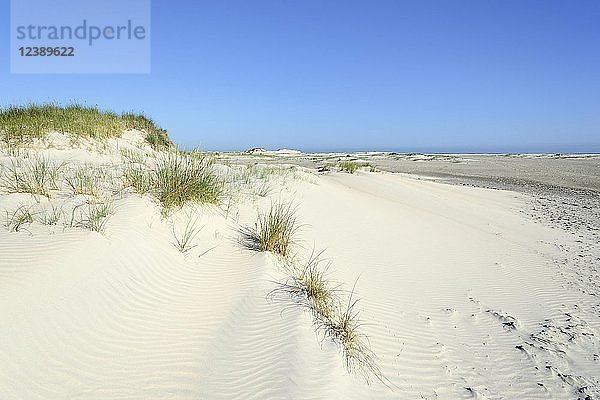Sanddünen bewachsen mit Strandhafer (Ammophila)  Norderney  Ostfriesische Inseln  Nordsee  Niedersachsen  Deutschland  Europa