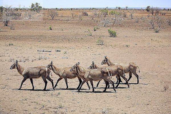 Ellipsen-Wasserbock (Kobus ellipsiprymnus)  erwachsen  Herde läuft durch ausgetrocknete Savanne  Krüger-Nationalpark  Südafrika  Afrika