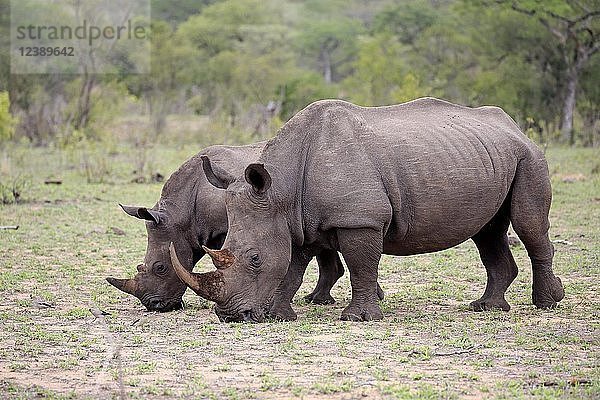 Zwei Breitmaulnashörner (Ceratotherium simum)  erwachsen  Muttertier mit Halbwüchsigem  Fütterung  Sozialverhalten  Dickhäuter  Krüger-Nationalpark  Südafrika  Afrika