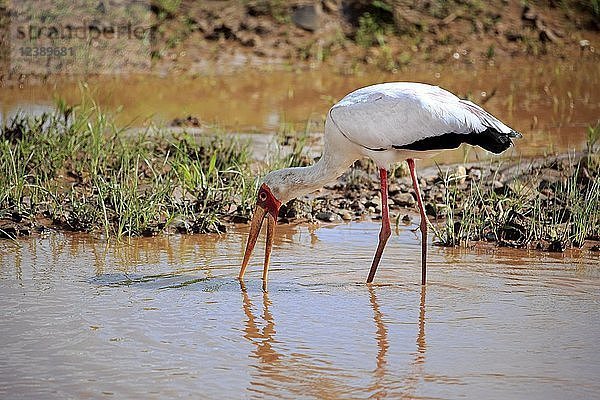 Gelbschnabelstorch (Mycteria ibis)  adult  auf dem Wasser auf Nahrungssuche  Krüger-Nationalpark  Südafrika  Afrika
