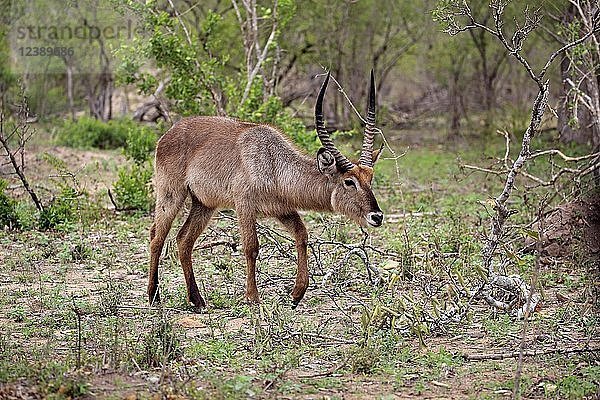 Ellipsen-Wasserbock (Kobus ellipsiprymnus)  erwachsen  männlich  geht durch Büsche  Krüger-Nationalpark  Südafrika  Afrika