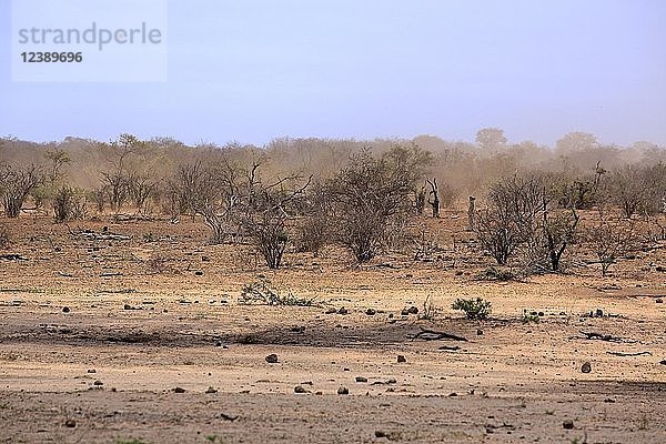 Trockenes Buschland  Dürre  Krüger-Nationalpark  Südafrika  Afrika