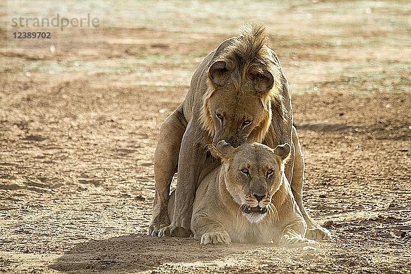 Löwen (Panthera leo) bei der Paarung  Erindi Reserve  Namibia  Afrika