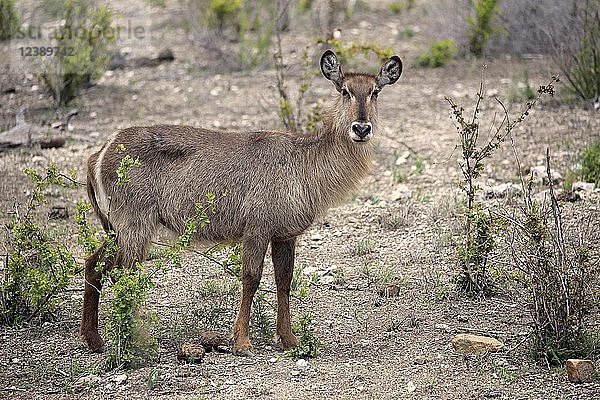 Ellipsen-Wasserbock (Kobus ellipsiprymnus)  adult  weiblich  wachsam  Krüger-Nationalpark  Südafrika  Afrika