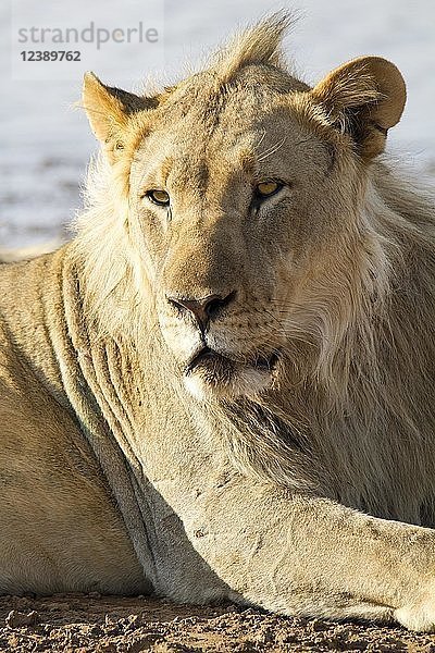 Löwe (Panthera leo)  männliches Jungtier  Tierporträt  Erindi Game Reserve  Namibia  Afrika