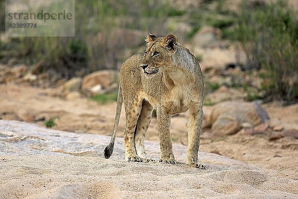 Löwe (Panthera leo)  erwachsenes Weibchen  aufmerksam  beobachtend  im trockenen Flussbett  Sabi Sand Game Reserve  Krüger National Park  Südafrika  Afrika