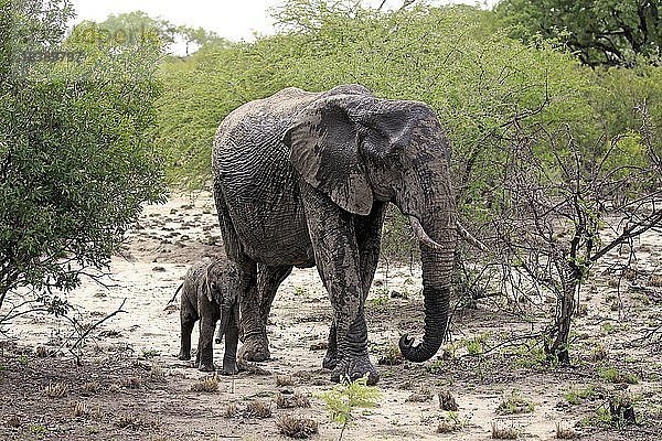 Afrikanische Elefanten (Loxodonta africana)  Elefantenkuh mit Jungtier nach Schlammbad  Sabi Sand Game Reserve  Krüger Nationalpark  Südafrika  Afrika