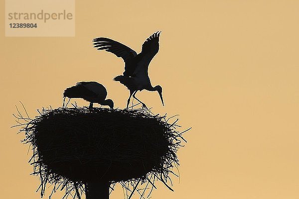 Weißstörche (Ciconia ciconia)  Paar in einem Nest im Gegenlicht  Silhouette  Morgenstimmung  Hessen  Deutschland  Europa