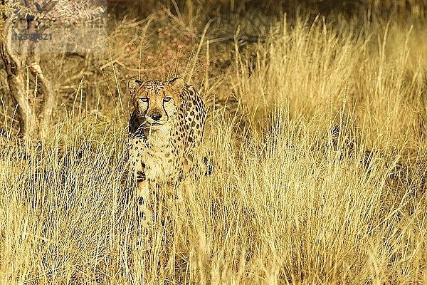 Gepard (Acinonyx Jubatus) steht im hohen Gras  Namibia  Afrika