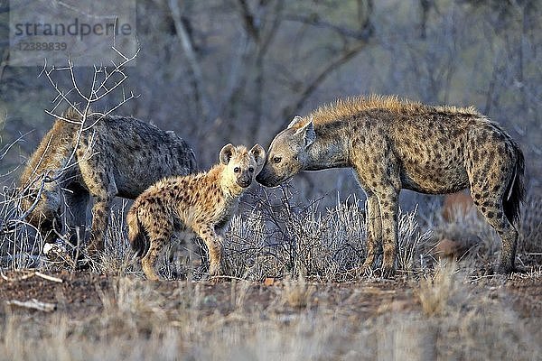 Tüpfelhyänen (Crocuta crocuta)  Alttiere mit Jungtieren  Tiergruppe  Sozialverhalten  Kruger National Park  Südafrika  Afrika