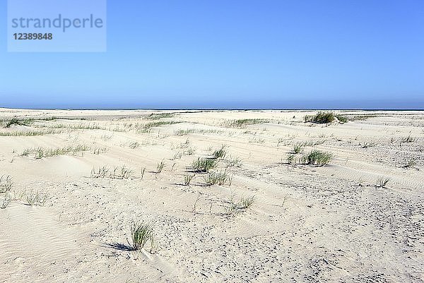 Weite Dünenlandschaft mit Strandhafer (Ammophila)  Nordsee  Norderney  Ostfriesische Inseln  Niedersachsen  Deutschland  Europa