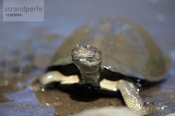 Zackenscharnierschildkröte (Pelusios sinuatus)  ausgewachsen  im Wasser  Krüger-Nationalpark  Südafrika  Afrika
