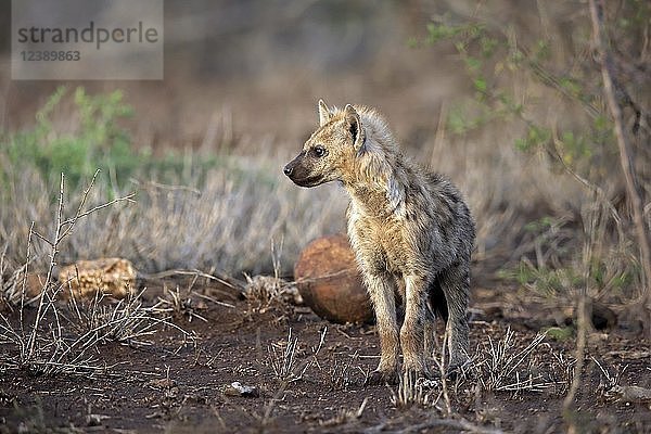 Tüpfelhyäne (Crocuta crocuta)  Jungtier  aufmerksam  neugierig  Krüger-Nationalpark  Südafrika  Afrika