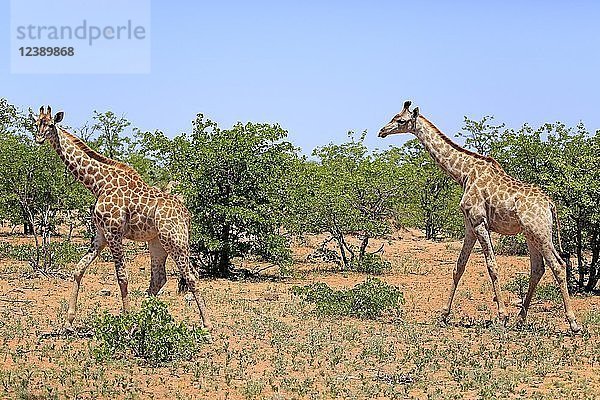 Südliche Giraffen (Giraffa camelopardalis giraffa)  erwachsen  gehen durch Buschland  Krüger-Nationalpark  Südafrika  Afrika