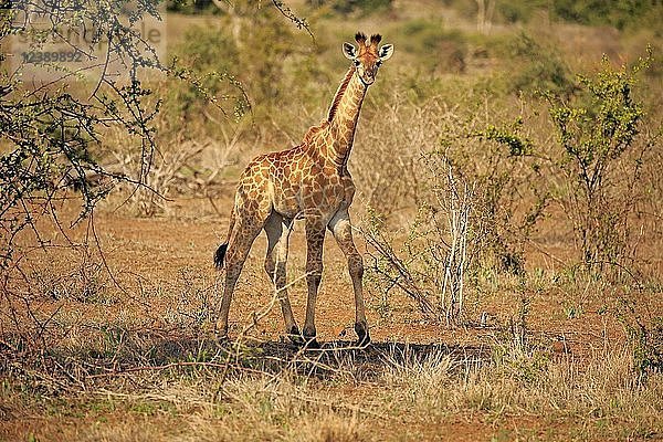 Südafrikanische Giraffe (Giraffa camelopardalis giraffa)  Jungtier  Kruger National Park  Südafrika  Afrika