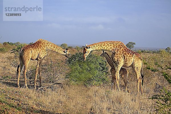Südliche Giraffen (Giraffa camelopardalis giraffa)  Erwachsenengruppe mit Jungtierfütterung  Krüger-Nationalpark  Südafrika  Afrika