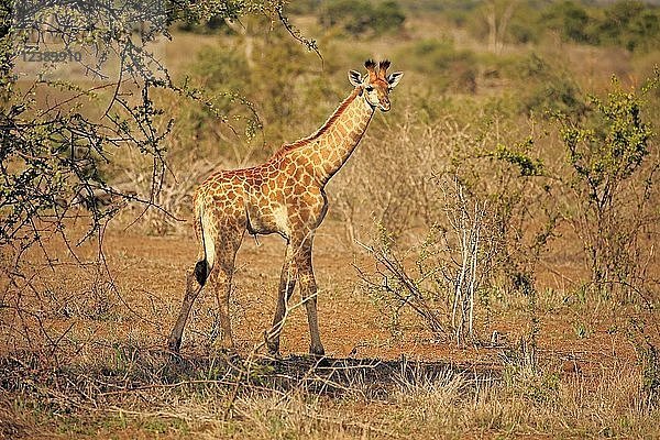 Südafrikanische Giraffe (Giraffa camelopardalis giraffa)  Jungtier  Kruger National Park  Südafrika  Afrika