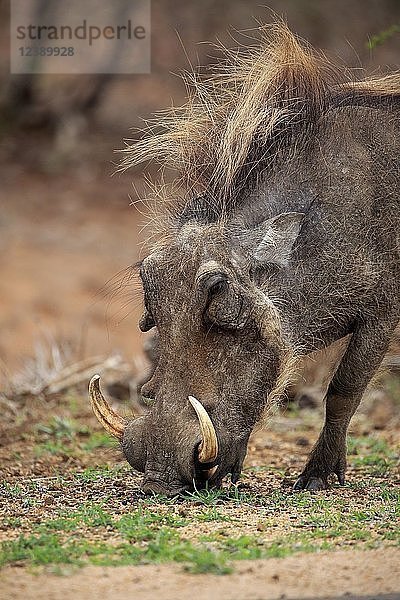 Warzenschwein (Phacochoerus aethiopicus)  erwachsen  Tierporträt  Futtersuche  Krüger-Nationalpark  Südafrika  Afrika