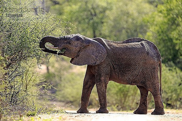 Afrikanischer Elefant (Loxodonta africana)  Jungtier  Fressen  Futtersuche  Bulle  Krüger-Nationalpark  Südafrika  Afrika