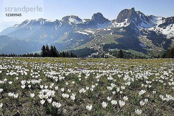 Blumenmeer  blühende weiße Krokusse (Crocus vernus) im Frühling  am Gurnigelpass  im Hintergebirge mit Gantrisch  Kanton Bern  Schweiz  Europa