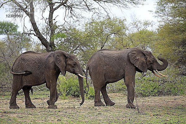 Afrikanische Elefanten (Loxodonta africana)  zwei Tiere in einer Reihe  Krüger-Nationalpark  Südafrika  Afrika