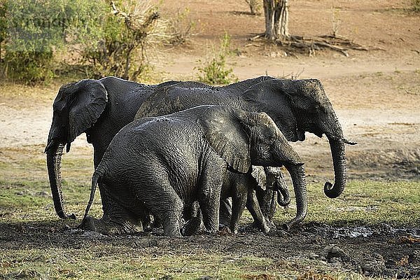 Gruppe von Elefanten (Loxodonta africana)  die sich im Schlamm wälzen  Chobe-Nationalpark  Botsuana  Afrika
